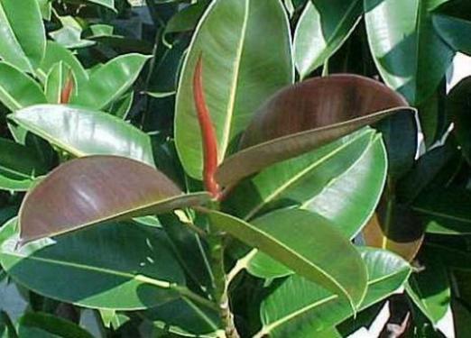 Ficus rzuca liście: co robić?