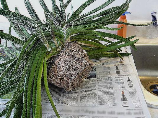 Jak przeszczepić aloes?