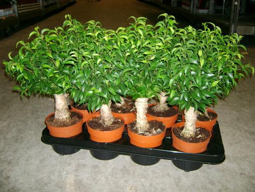 Jak przeszczepić ficus Benjamina?