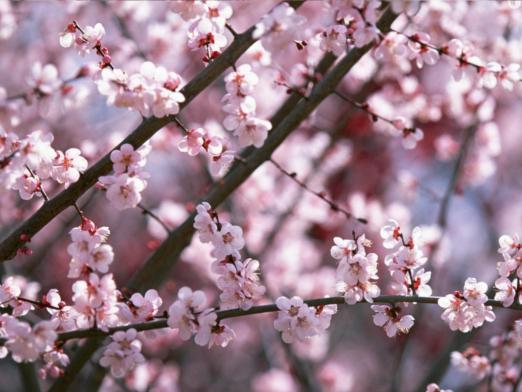 Kiedy kwitnie sakura?