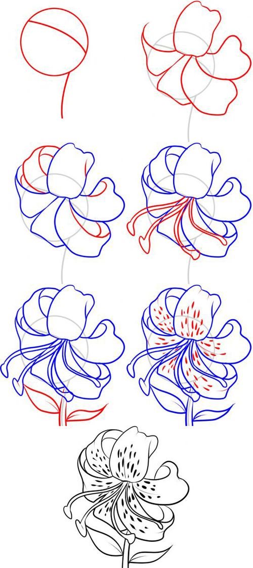 Jak narysować lilię?