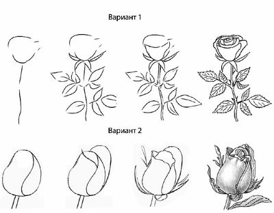 Jak narysować różę ołówkiem?