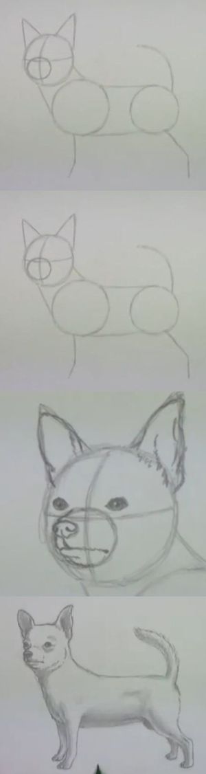 Jak narysować psa ołówkiem?