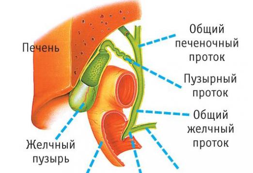 Co to jest pęcherzyk żółciowy?