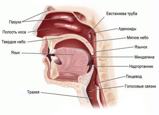 Co to są adenoidy?