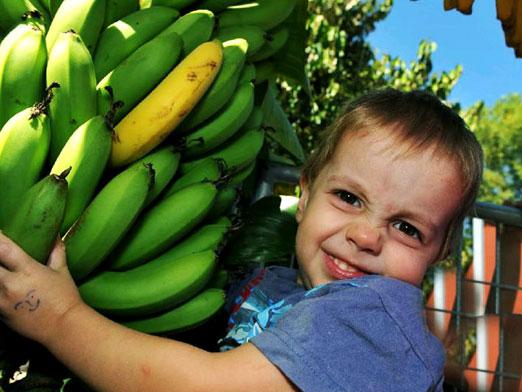 Czy dziecko może mieć banana?