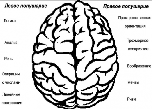 Za co odpowiedzialna jest lewa półkula?