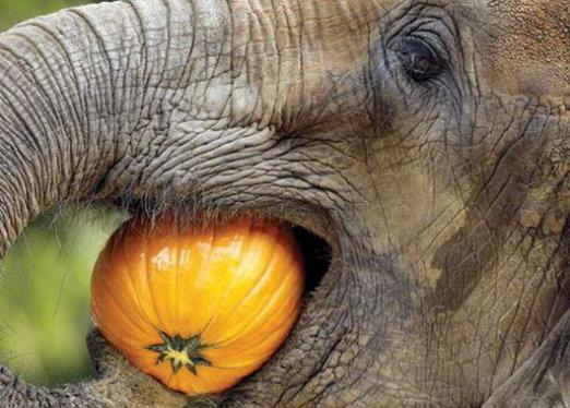 Co jedzą słonie?