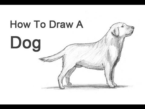 Jak nauczyć się rysować psa?