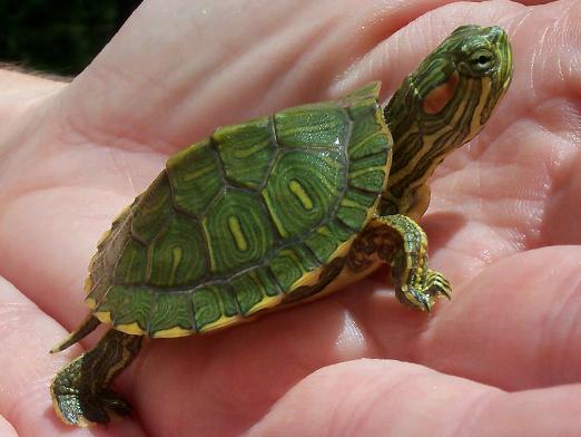 Jak określić wiek żółwia?