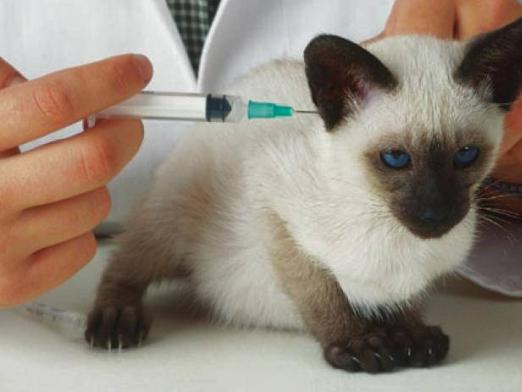 Jakie szczepienia robią kocięta?